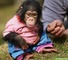 13 Bebés de monos y chimpancés bien entrenados para sus hogares* - Foto 1