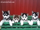 1Regalo Preciosos Cachorros Husky Siberiano - Foto 1