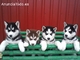 1regalo preciosos cachorros husky siberiano