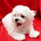 2 bichon maltesa macho y hembra cachorros para regalo