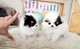 2 regalo cachorros lulu pomeranian mini toy