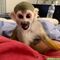 21 bebés de monos y chimpancés bien entrenados para sus hogares