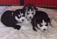 2Regalo Preciosos Cachorros Husky Siberiano - Foto 1