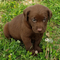 Adorables cachorros labrador listos para nuevos hogares - Foto 1