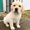 Adorables cachorros labrador listos para nuevos hogares - Foto 2