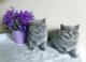 Afectuosos Britanico de perlo corto gatitos - Foto 1