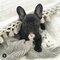 Bulldog frances bebe color negro en adopción