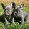 Bulldog frances orejas caidas blancos macho y hembra - Foto 1