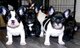 Bulldog frances perro blue macho y hembra de raza en venta - Foto 1