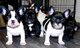 Bulldog frances perro blue macho y hembra de raza en venta