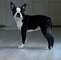 Cachorros boston terrier raza top