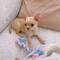 Cachorros chihuahua de pelo corto