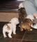 Cachorros de bulldog inglés akc reg para adopción