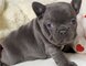Cachorros de de raza bulldog francés color gris y marron