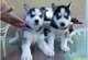 Cachorros de husky siberiano para adopcion!!