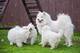 Cachorros de Samoyedo cachorros disponables para ADOPCION - Foto 1