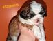 Cachorros de Shih tzu - Foto 1