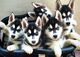 Cachorros de siberiano husky whatsapp //////+34 632606069