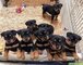 ** cachorros rottweiler con pedigrí ** - Foto 1