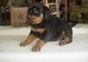 Cachorros Rottweiler Registrados Akc Con Grandes Personalidades - Foto 1