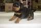 Cachorros rottweiler registrados akc con grandes personalidades