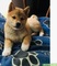 Cachorros shiba inu para adopcion