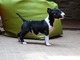 Camada bull terrier