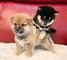 Cute male and female shiba inu puppies for adoption