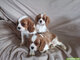 Dos cachorros cavalier king charles disponibles ahora!!