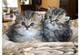 ///./ dos preciosas gatitos persa para regalo .//