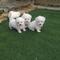 Estos cachorros son encantadores bichon maltesa cachorros