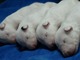 Excelentes cachorritos bull terrier