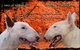 Excelentes cachorritos bull terrier - Foto 3