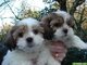 Hermosos cachorros shih tzu Para adpcion - Foto 1