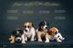 Jack Russell Terrier cuatro hembras - Foto 1
