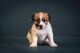 Jack Russell Terrier cuatro hembras - Foto 2