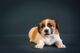 Jack Russell Terrier cuatro hembras - Foto 3