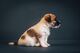 Jack Russell Terrier cuatro hembras - Foto 4