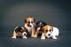 Jack Russell Terrier cuatro hembras - Foto 5