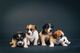 Jack Russell Terrier cuatro hembras - Foto 6