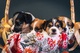 Jack Russell Terrier cuatro hembras - Foto 7