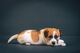 Jack Russell Terrier cuatro hembras - Foto 8