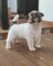 Jack Russell Terrier Delafuentelareina - Foto 1