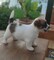 Jack Russell Terrier Delafuentelareina - Foto 2