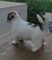 Jack Russell Terrier Delafuentelareina - Foto 3