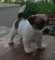 Jack Russell Terrier Delafuentelareina - Foto 4