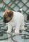 Jack Russell Terrier Delafuentelareina - Foto 5