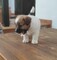 Jack Russell Terrier Delafuentelareina - Foto 6