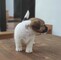 Jack Russell Terrier Delafuentelareina - Foto 7