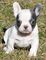 ./l.k, CACHORROS BULLDOG FRANCES DSPONABLES - Foto 1